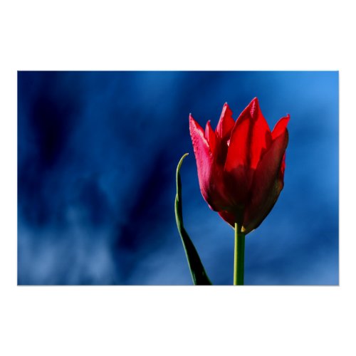 Bright red tulip on dark blue background poster