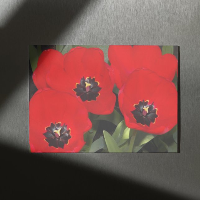Bright Red Tulips Floral Metal Print (In Situ)