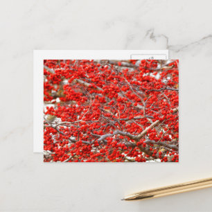 Bright Red Winterberries Holly Tree Berries Postcard