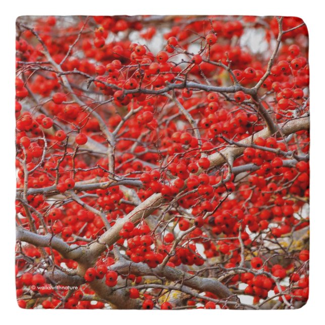 Bright Red Winterberries Holly Tree Berries Trivet (Front)