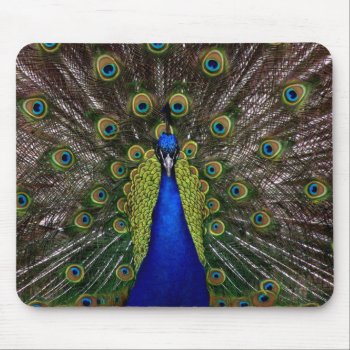 Bright Regal Peacock Bird Feather Animal Photo Mouse Pad by iBella at Zazzle