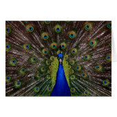Bright regal peacock photo (Front Horizontal)