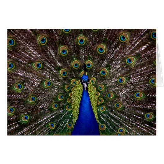 Bright regal peacock photo cards (Front Horizontal)
