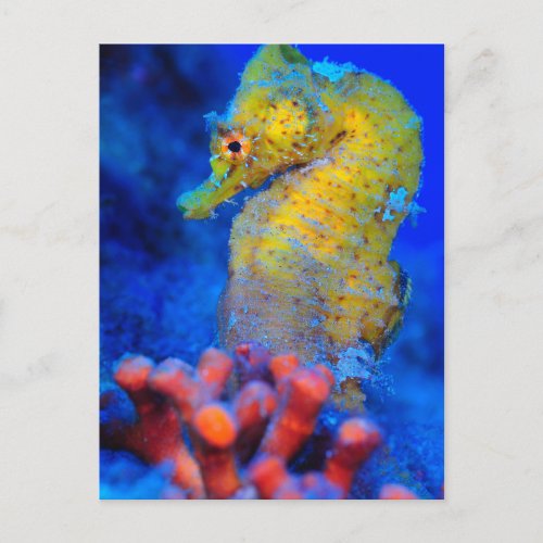 Bright Seahorse  Hippocampus Postcard
