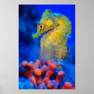 Bright Seahorse   Hippocampus Poster