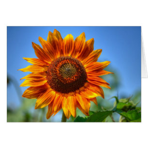 Bright Shining Orange Sunflower Cards