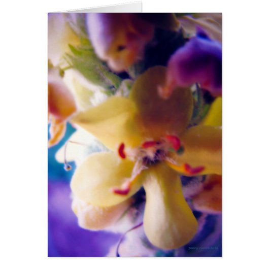Bright Spring Flower Cards (Front)