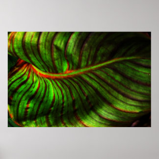 Bright Striped Canna Leaf Poster Print