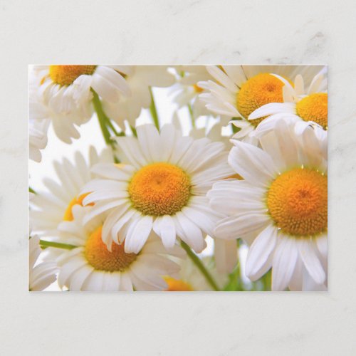 Bright Summer Daisies Flowers Postcard