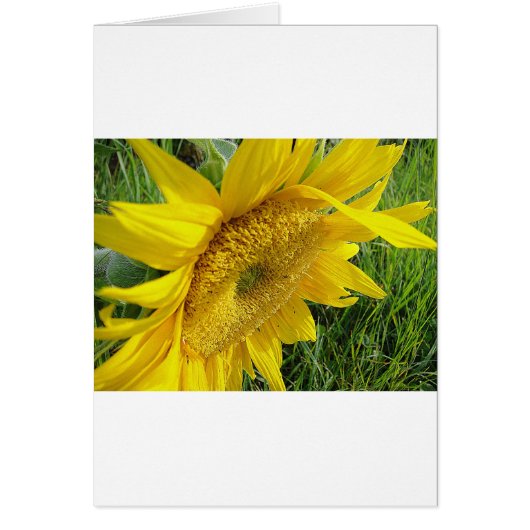 Bright sunflower cards (Front)
