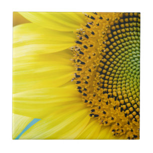 Bright Sunflower Ceramic Tile