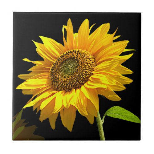 Bright Sunflower on Black Background Ceramic Tile