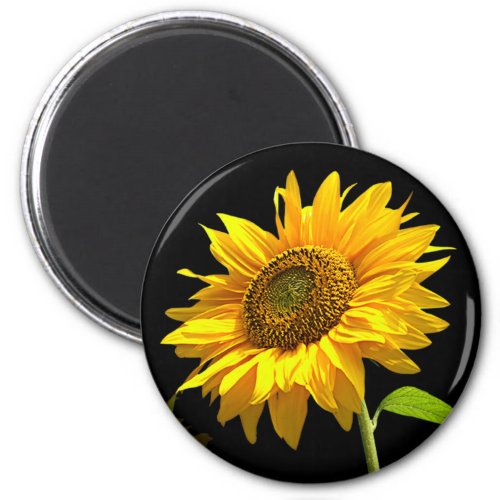 Bright Sunflower on Black Background Magnet