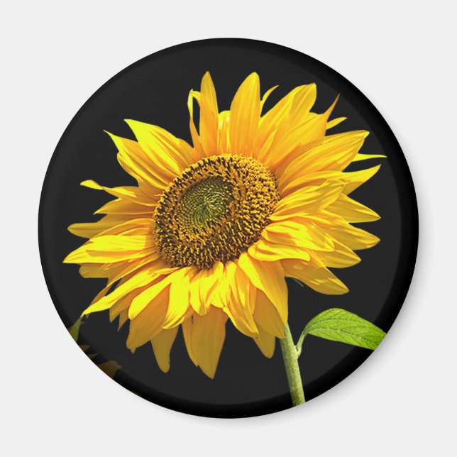 Bright Sunflower on Black Background Magnet (Front)