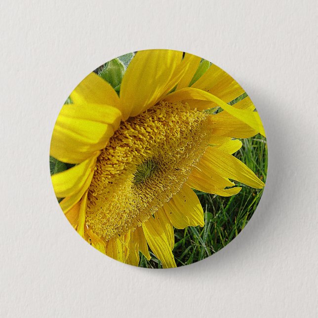 Bright sunflower pinback button (Front)