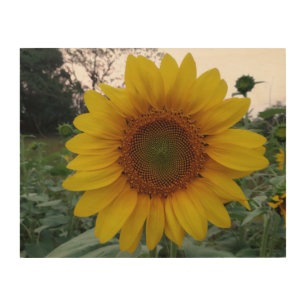 Bright Sunflower Printed on 14x11 Wood Wall Art