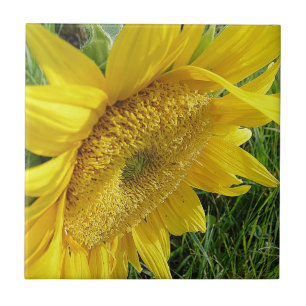 Bright sunflower tile