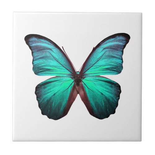 Bright Teal Butterfly Tile