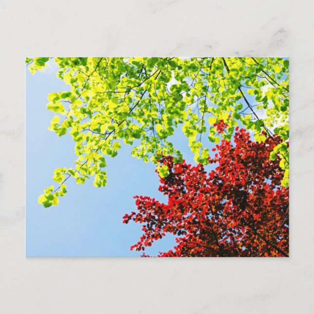 Bright Tree Colors Postcard (Front)