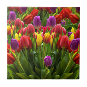 Bright Tulips Ceramic Tile