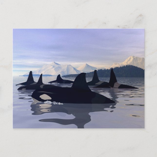 Bright Water Orca Postcard (Front)