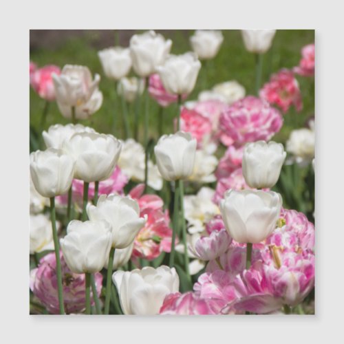 Bright white and pink tulips on a sunny day 
