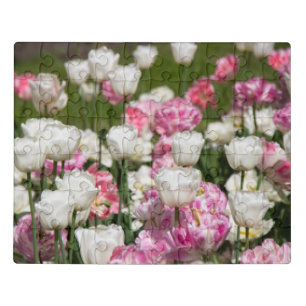 Bright white and pink tulips on a sunny day jigsaw puzzle