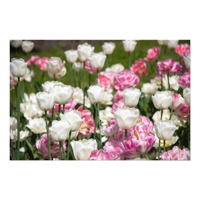 Bright white and pink tulips on a sunny day  photo print (Front)