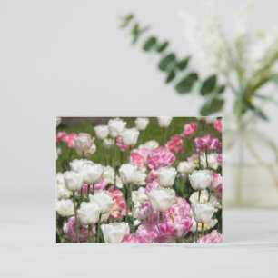 Bright white and pink tulips on a sunny day  postcard