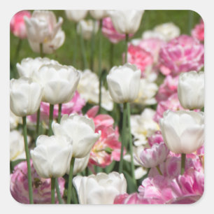 Bright white and pink tulips on a sunny day square sticker