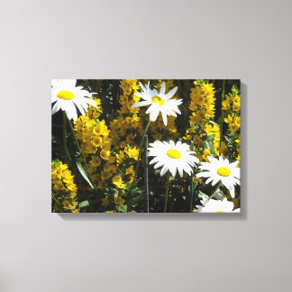 Bright White Daisies Canvas Print