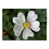 bright white flower (Front Horizontal)