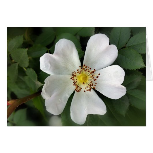 bright white flower cards (Front Horizontal)