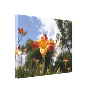 Bright Yellow and Red Daylily: Wide Angle View wrappedcanvas