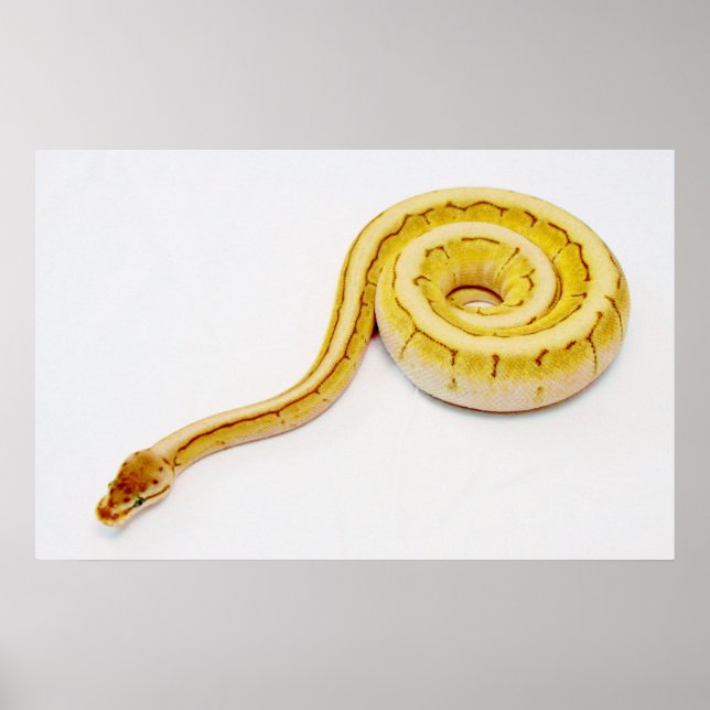 Bright Yellow Ball Python Poster (Front)