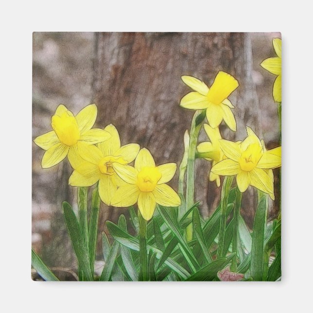 Bright Yellow Daffodils Magnet (Front)