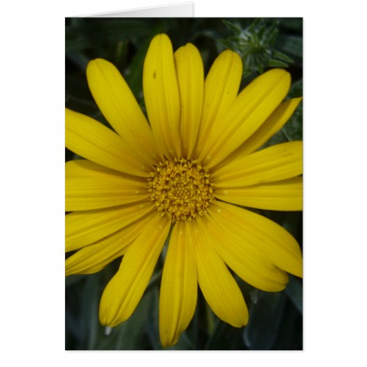 bright yellow flower cards (Front)