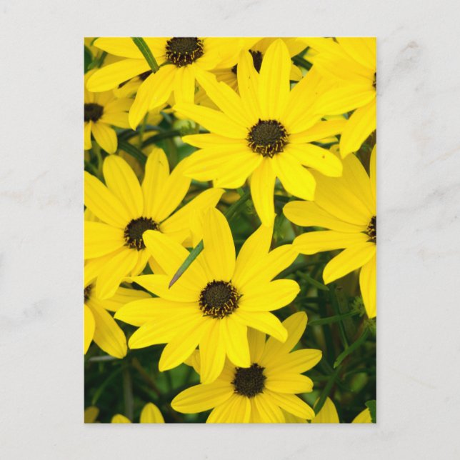Bright Yellow Flowers Postcard (Front)