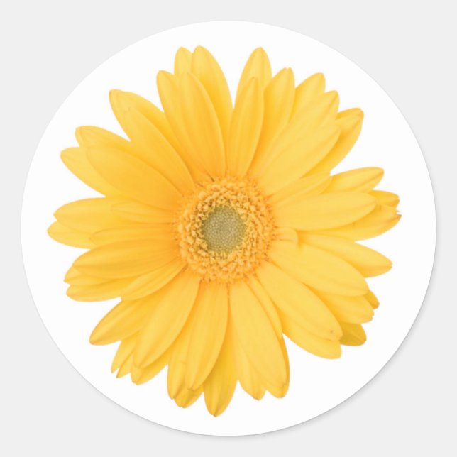 Bright Yellow Gerbera Daisy Flower Classic Round Sticker (Front)