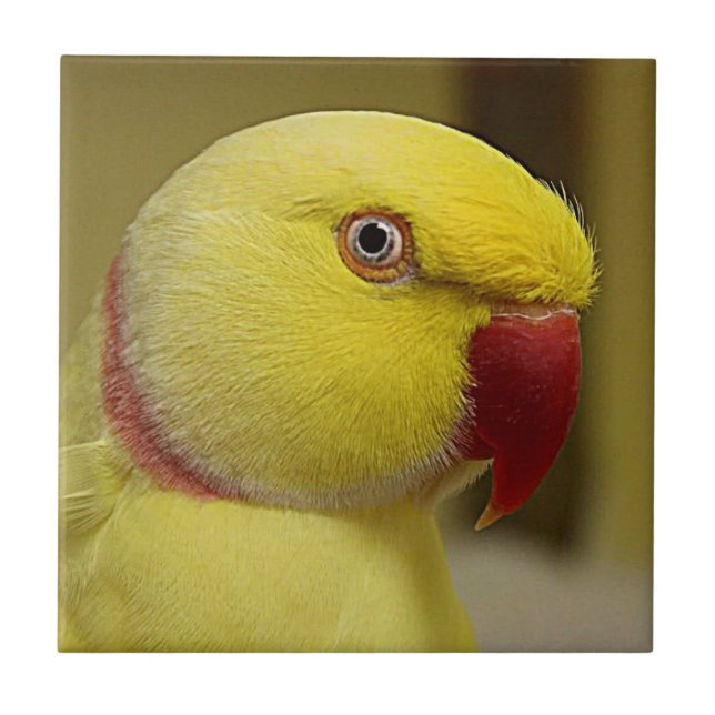 Bright Yellow Lutino Indian Ringneck Parrot Ceramic Tile (Front)