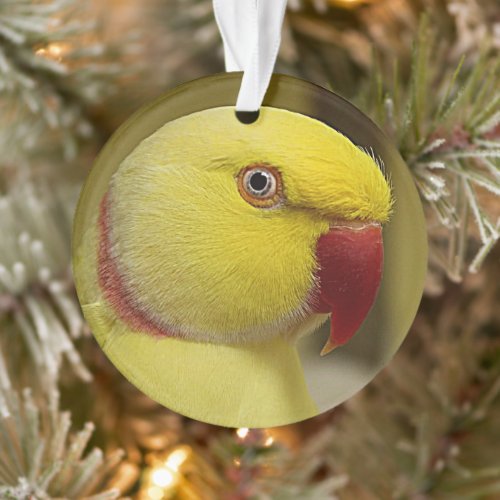 Bright Yellow Lutino Indian Ringneck Parrot Ornament