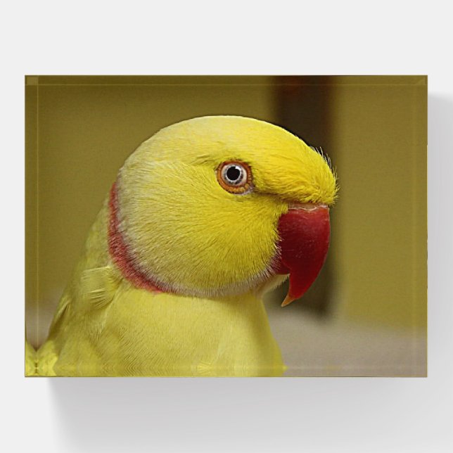 Bright Yellow Lutino Indian Ringneck Parrot Paperweight (Front)