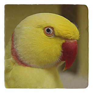 Bright Yellow Lutino Indian Ringneck Parrot Trivet