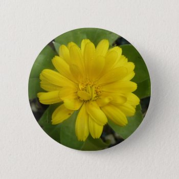 Bright Yellow Marigold Button by Fallen_Angel_483 at Zazzle