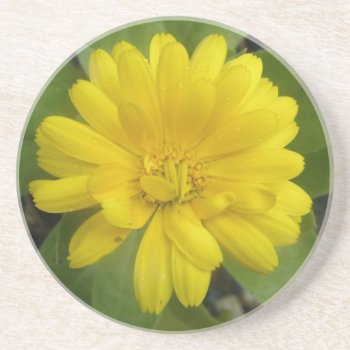 Bright Yellow Marigold Coasters by Fallen_Angel_483 at Zazzle