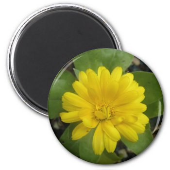 Bright Yellow Marigold Magnet by Fallen_Angel_483 at Zazzle