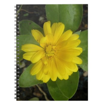 Bright Yellow Marigold Notebook by Fallen_Angel_483 at Zazzle