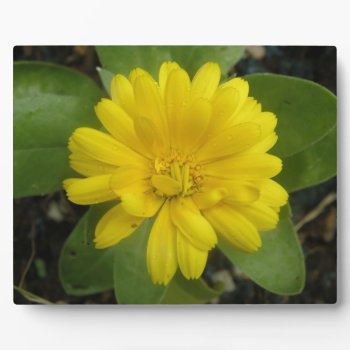 Bright Yellow Marigold Plaque by Fallen_Angel_483 at Zazzle