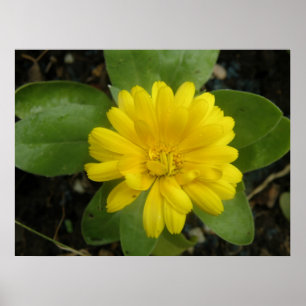 Bright Yellow Marigold Print