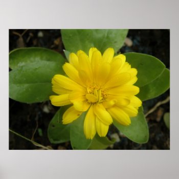 Bright Yellow Marigold Print by Fallen_Angel_483 at Zazzle